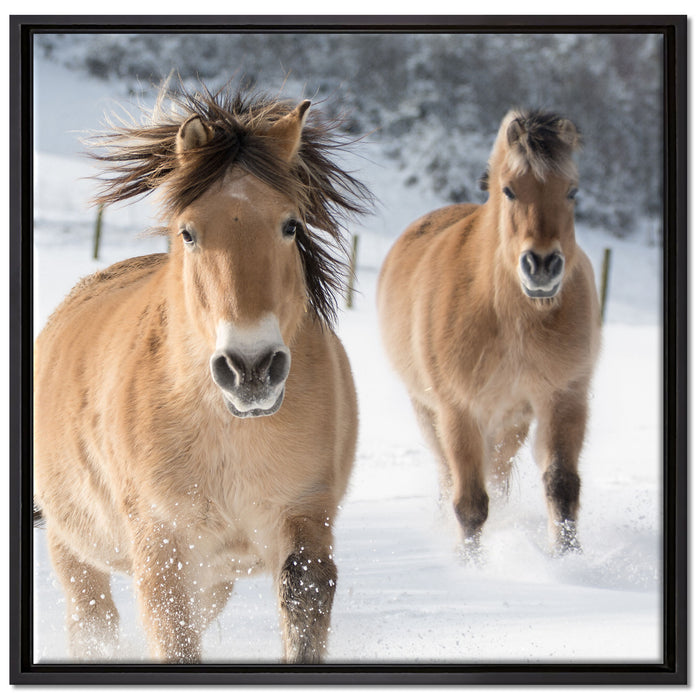 Pferd im Schnee auf Leinwandbild Quadratisch gerahmt Größe 70x70