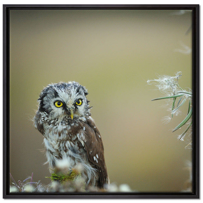 Kauz bestaunt Blatt auf Leinwandbild Quadratisch gerahmt Größe 70x70