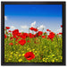 Mohnwiese auf Leinwandbild Quadratisch gerahmt Größe 40x40