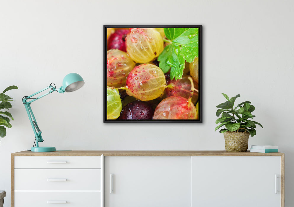 Leckere Stachelbeeren auf Leinwandbild gerahmt Quadratisch verschiedene Größen im Wohnzimmer