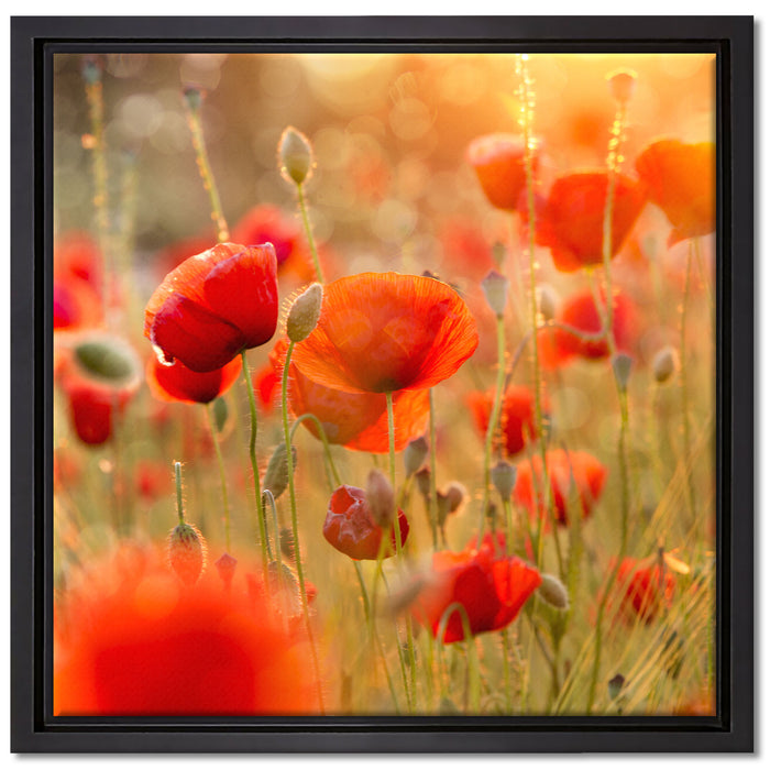 Mohnwiese auf Leinwandbild Quadratisch gerahmt Größe 40x40