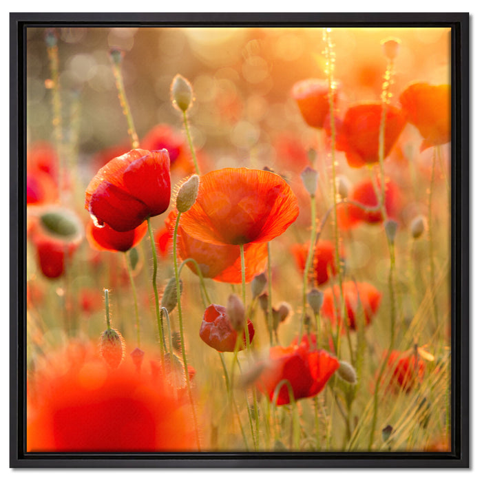 Mohnwiese auf Leinwandbild Quadratisch gerahmt Größe 60x60