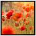 Mohnwiese auf Leinwandbild Quadratisch gerahmt Größe 70x70