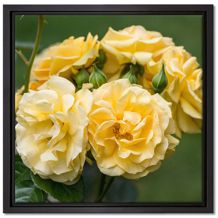 Weiß gelbe Rose Blumen auf Leinwandbild Quadratisch gerahmt Größe 40x40
