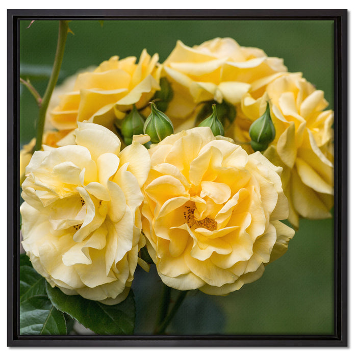 Weiß gelbe Rose Blumen auf Leinwandbild Quadratisch gerahmt Größe 60x60