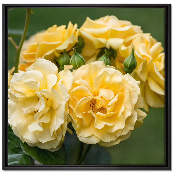 Weiß gelbe Rose Blumen auf Leinwandbild Quadratisch gerahmt Größe 70x70