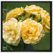 Weiß gelbe Rose Blumen auf Leinwandbild Quadratisch gerahmt Größe 70x70