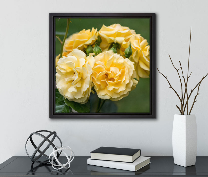 Weiß gelbe Rose Blumen  auf Leinwandbild Quadratisch gerahmt mit Kirschblüten