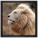 Weißer Löwe im Gebirge auf Leinwandbild Quadratisch gerahmt Größe 40x40