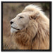 Weißer Löwe im Gebirge auf Leinwandbild Quadratisch gerahmt Größe 60x60