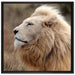 Weißer Löwe im Gebirge auf Leinwandbild Quadratisch gerahmt Größe 70x70