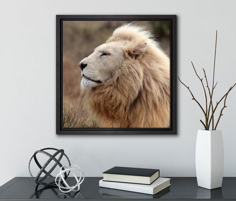 Weißer Löwe im Gebirge  auf Leinwandbild Quadratisch gerahmt mit Kirschblüten