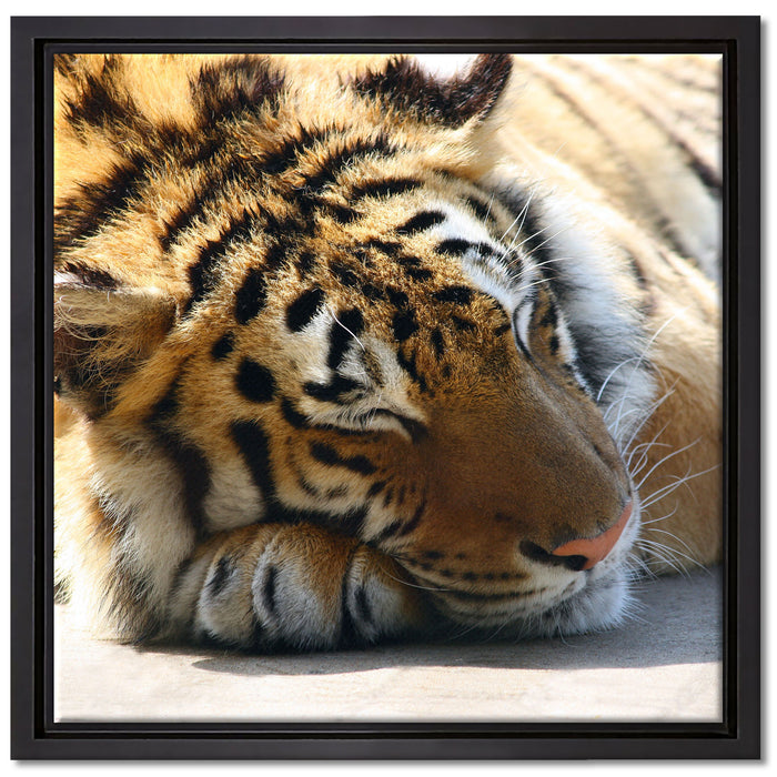 Verschlafener Tiger auf Leinwandbild Quadratisch gerahmt Größe 40x40