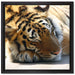 Verschlafener Tiger auf Leinwandbild Quadratisch gerahmt Größe 40x40