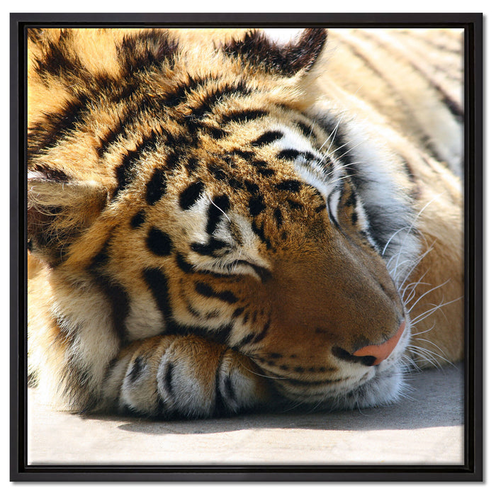 Verschlafener Tiger auf Leinwandbild Quadratisch gerahmt Größe 60x60