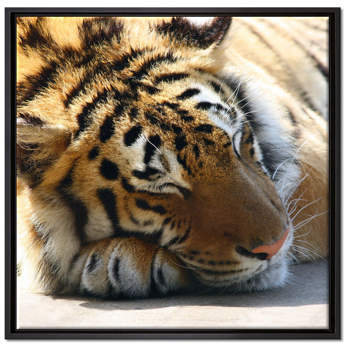 Verschlafener Tiger auf Leinwandbild Quadratisch gerahmt Größe 70x70