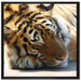 Verschlafener Tiger auf Leinwandbild Quadratisch gerahmt Größe 70x70