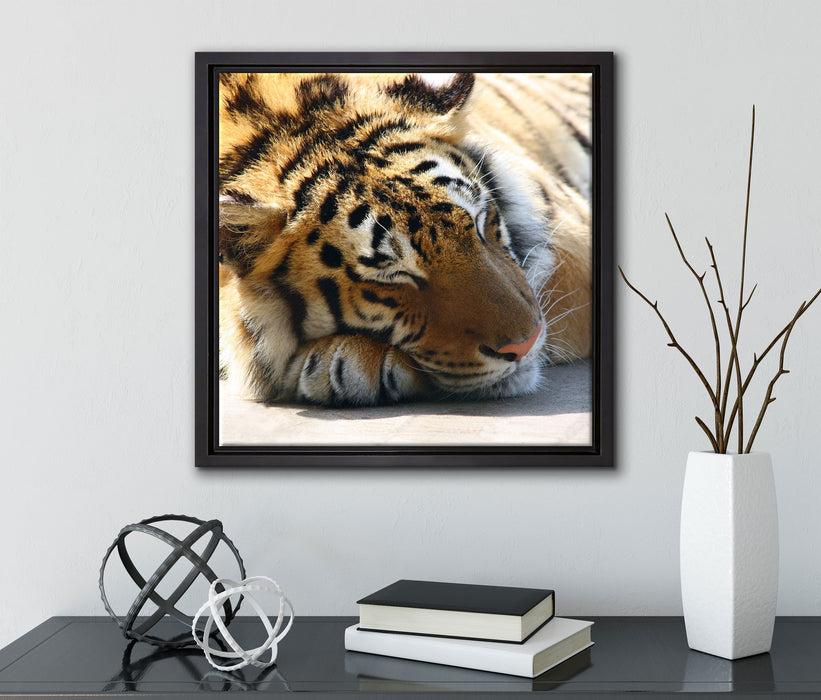 Verschlafener Tiger  auf Leinwandbild Quadratisch gerahmt mit Kirschblüten