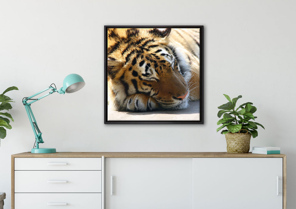 Verschlafener Tiger auf Leinwandbild gerahmt Quadratisch verschiedene Größen im Wohnzimmer