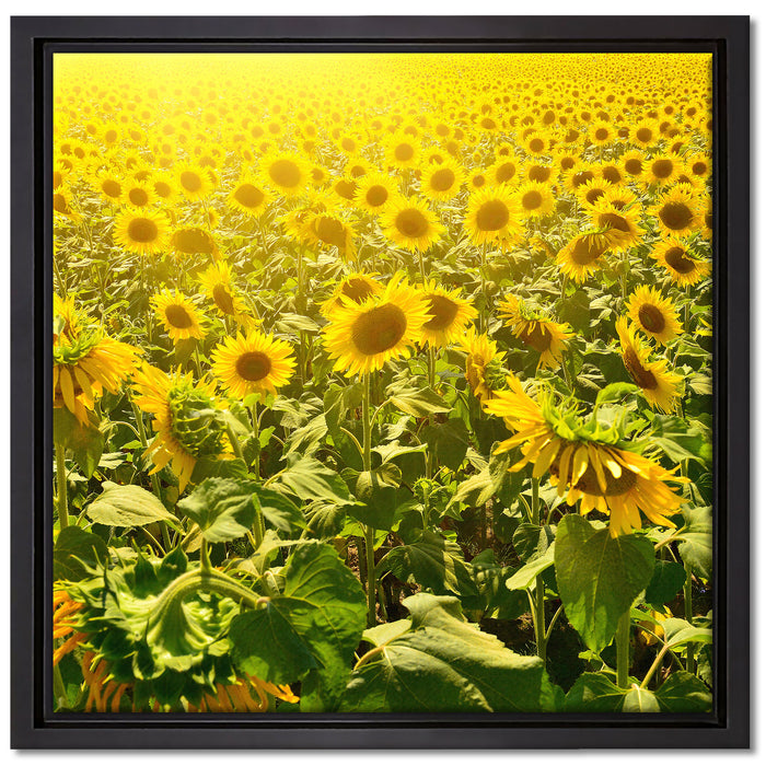 Riesiges Sonnenblumenfeld auf Leinwandbild Quadratisch gerahmt Größe 40x40