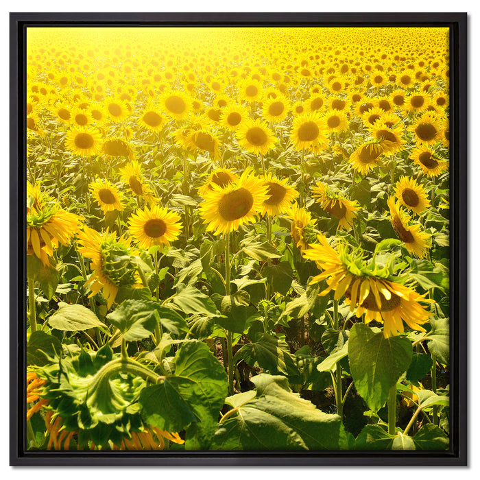 Riesiges Sonnenblumenfeld auf Leinwandbild Quadratisch gerahmt Größe 60x60