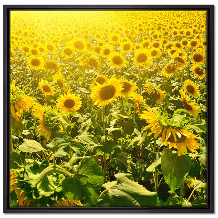 Riesiges Sonnenblumenfeld auf Leinwandbild Quadratisch gerahmt Größe 70x70