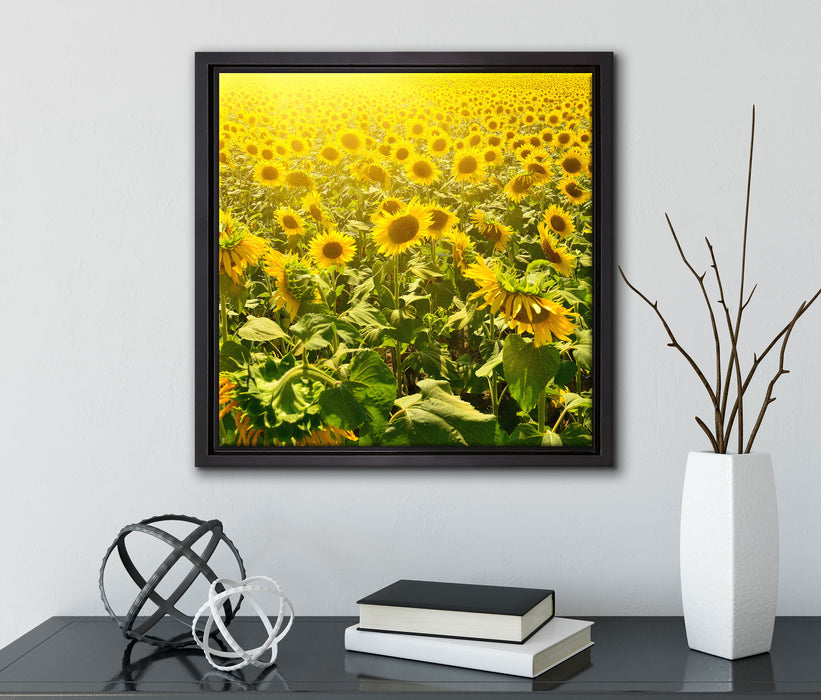 Riesiges Sonnenblumenfeld  auf Leinwandbild Quadratisch gerahmt mit Kirschblüten