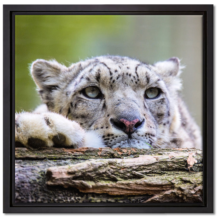 Schöner Leopard auf Leinwandbild Quadratisch gerahmt Größe 40x40