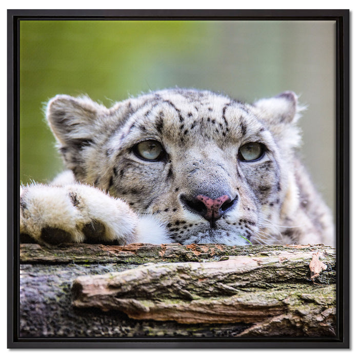 Schöner Leopard auf Leinwandbild Quadratisch gerahmt Größe 60x60