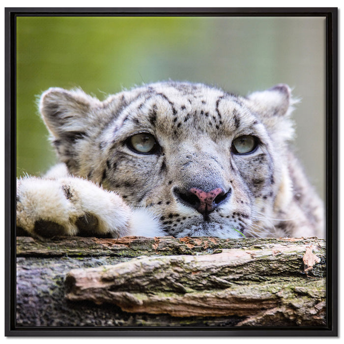 Schöner Leopard auf Leinwandbild Quadratisch gerahmt Größe 70x70