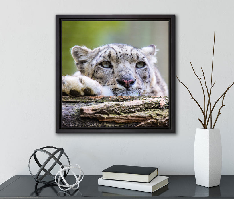 Schöner Leopard  auf Leinwandbild Quadratisch gerahmt mit Kirschblüten