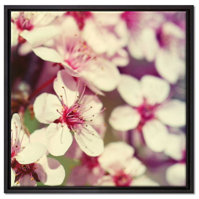 Kirschblüten Retro auf Leinwandbild Quadratisch gerahmt Größe 60x60