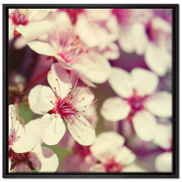 Kirschblüten Retro auf Leinwandbild Quadratisch gerahmt Größe 70x70
