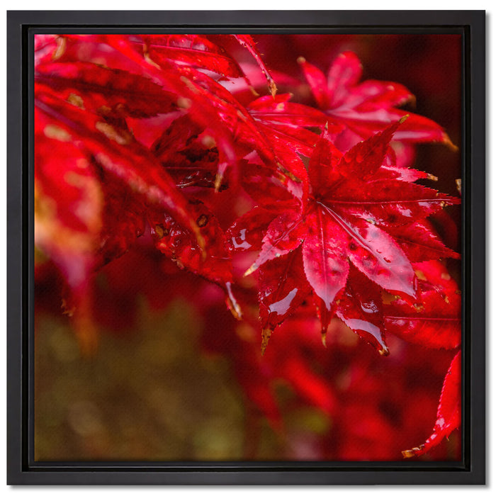 Roter Ahorn im Sonnenlicht auf Leinwandbild Quadratisch gerahmt Größe 40x40