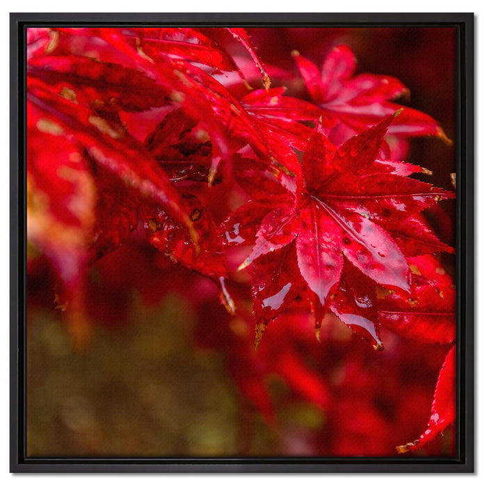 Roter Ahorn im Sonnenlicht auf Leinwandbild Quadratisch gerahmt Größe 60x60