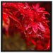 Roter Ahorn im Sonnenlicht auf Leinwandbild Quadratisch gerahmt Größe 70x70