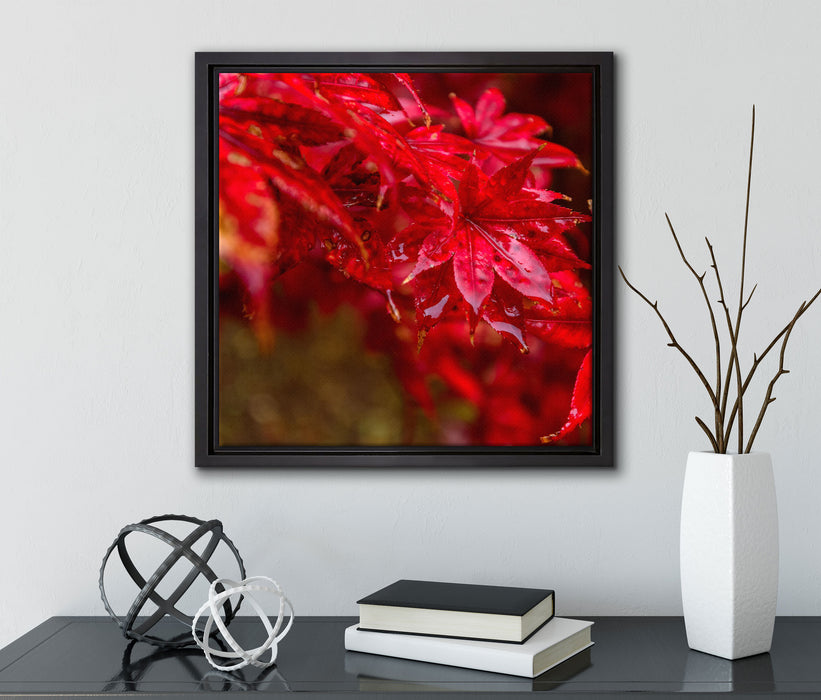 Roter Ahorn im Sonnenlicht  auf Leinwandbild Quadratisch gerahmt mit Kirschblüten