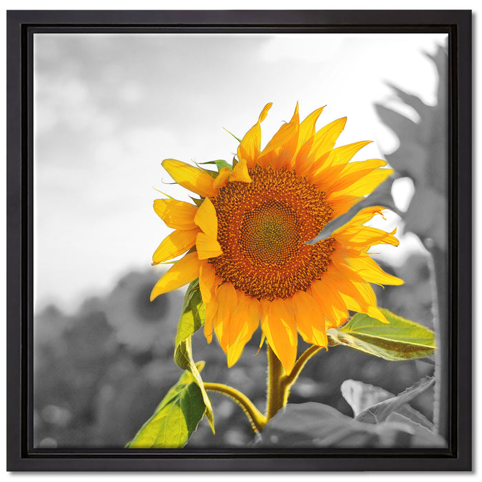 Nahaufnahme einer Sonnenblume auf Leinwandbild Quadratisch gerahmt Größe 40x40