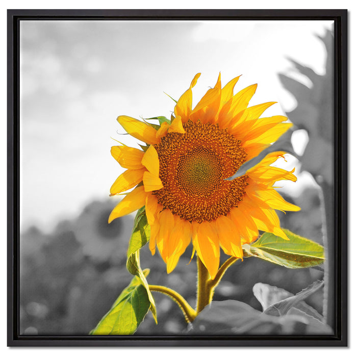 Nahaufnahme einer Sonnenblume auf Leinwandbild Quadratisch gerahmt Größe 60x60