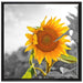 Nahaufnahme einer Sonnenblume auf Leinwandbild Quadratisch gerahmt Größe 70x70