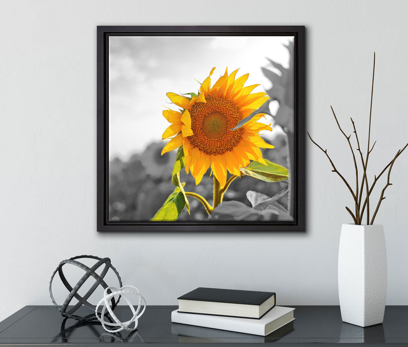 Nahaufnahme einer Sonnenblume  auf Leinwandbild Quadratisch gerahmt mit Kirschblüten