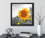 Nahaufnahme einer Sonnenblume  auf Leinwandbild Quadratisch gerahmt mit Kirschblüten