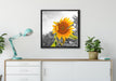 Nahaufnahme einer Sonnenblume auf Leinwandbild gerahmt Quadratisch verschiedene Größen im Wohnzimmer