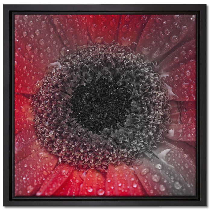 Rote Gerbera mit Wassertropfen auf Leinwandbild Quadratisch gerahmt Größe 40x40