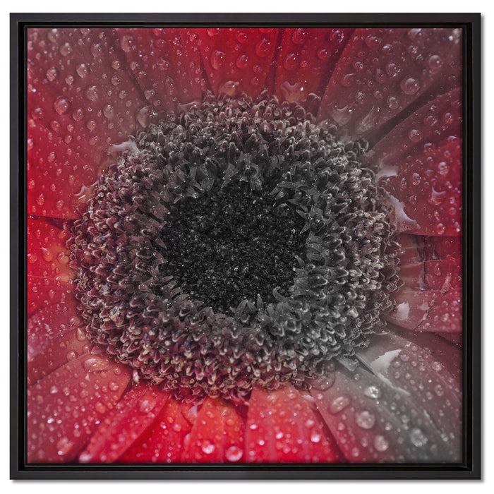 Rote Gerbera mit Wassertropfen auf Leinwandbild Quadratisch gerahmt Größe 60x60