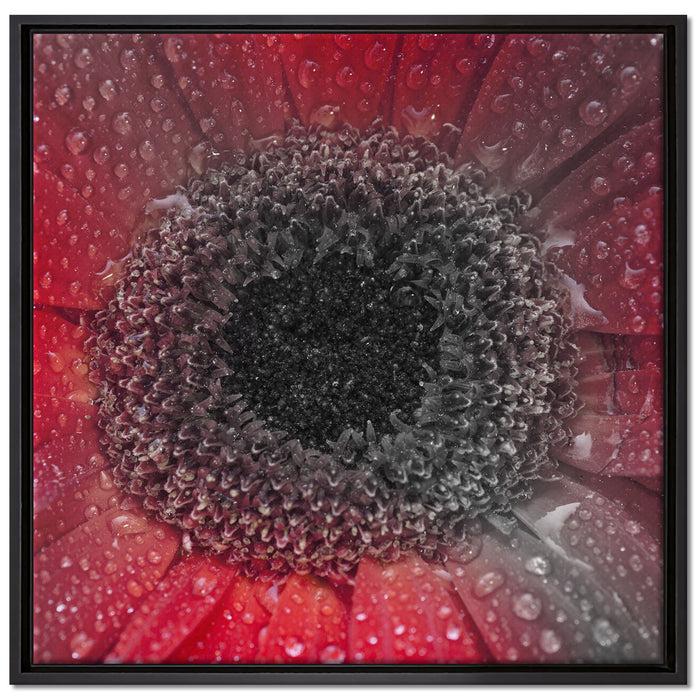 Rote Gerbera mit Wassertropfen auf Leinwandbild Quadratisch gerahmt Größe 70x70