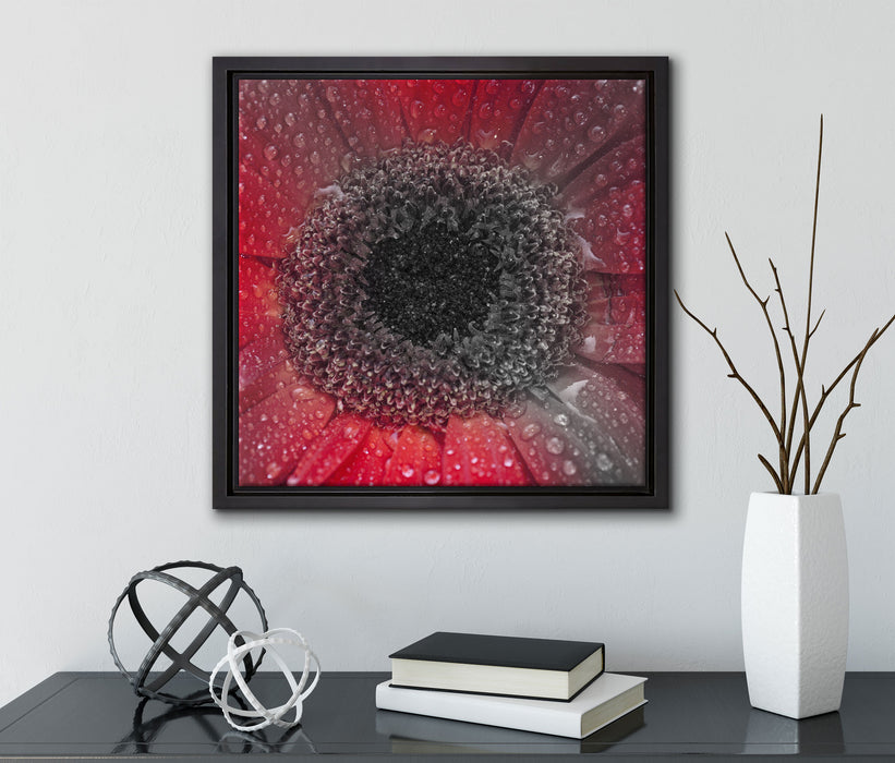 Rote Gerbera mit Wassertropfen  auf Leinwandbild Quadratisch gerahmt mit Kirschblüten