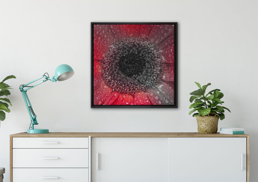 Rote Gerbera mit Wassertropfen auf Leinwandbild gerahmt Quadratisch verschiedene Größen im Wohnzimmer