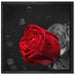 rote Rosen zum Valentinstag auf Leinwandbild Quadratisch gerahmt Größe 40x40