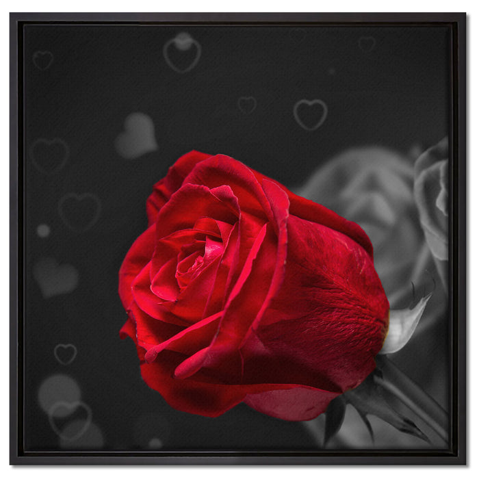 rote Rosen zum Valentinstag auf Leinwandbild Quadratisch gerahmt Größe 60x60